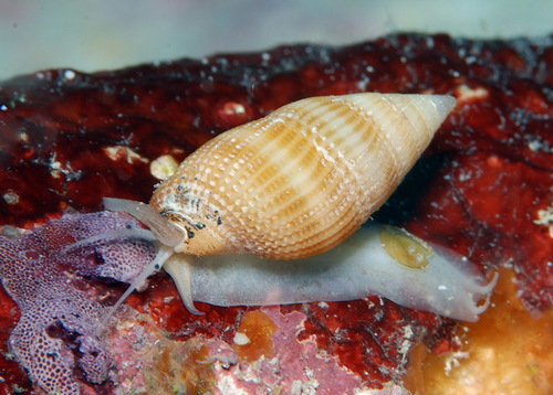 Nassarius concinnus observed 2010-07-03