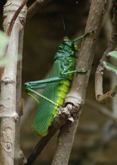 Phymateus viridipes