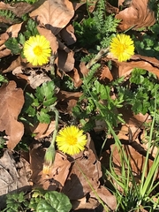 Tussilago