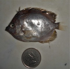 Chaetodontidae