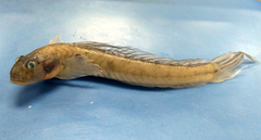 Gobionellus oceanicus