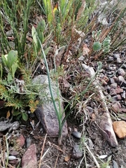 Gymnosporia elliptica