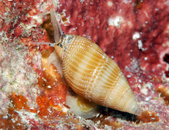 Nassarius concinnus