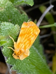 Xanthothrix neumoegeni