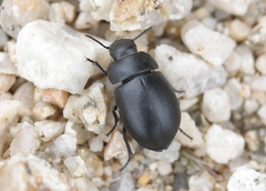 Auchmobius sublaevis