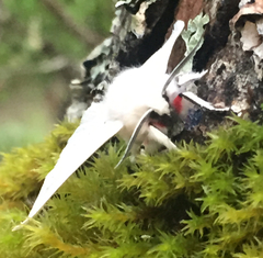Spilosoma vestalis