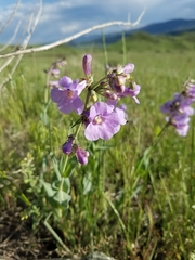 Penstemon secundiflorus