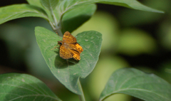 Apallaga opalinus