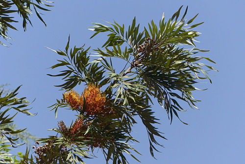 silk oak