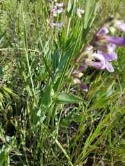 Penstemon secundiflorus