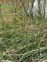 Equisetum hyemale