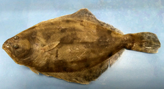 Paralichthys lethostigma