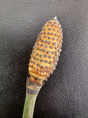 Equisetum hyemale