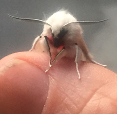 Spilosoma vestalis