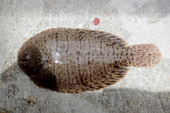 Trinectes maculatus