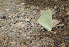 Catopsilia florella