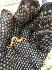 Scolopocryptops peregrinator