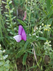 Lathyrus eucosmus