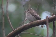 Muscicapa williamsoni