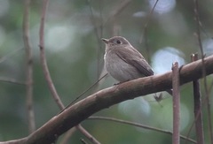 Muscicapa williamsoni