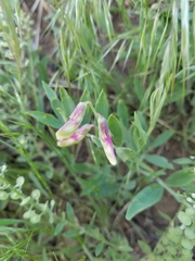 Lathyrus eucosmus