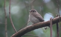 Muscicapa williamsoni