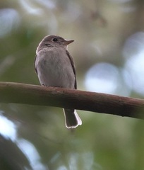 Muscicapa williamsoni