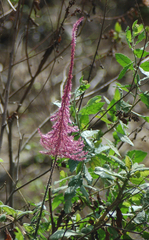 Odontonema callistachyum