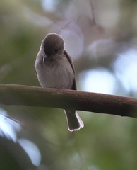 Muscicapa williamsoni