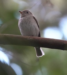Muscicapa williamsoni