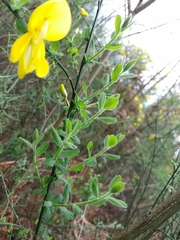Cytisus grandiflorus
