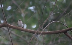Muscicapa williamsoni
