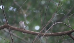 Muscicapa williamsoni