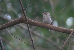 Muscicapa williamsoni