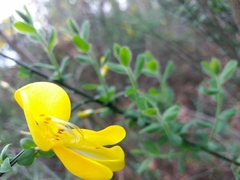 Cytisus grandiflorus