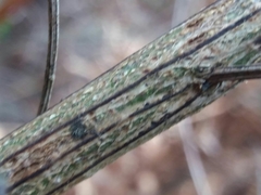 Cytisus grandiflorus