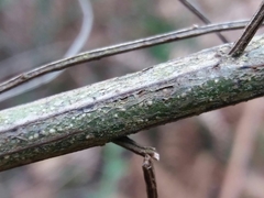 Cytisus grandiflorus