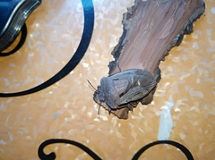 Chalcopis glandulosa
