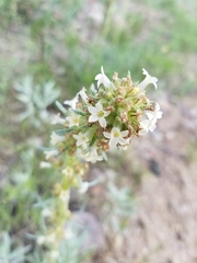 Ipomopsis spicata spicata