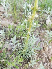 Ipomopsis spicata spicata
