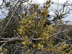 Phoradendron coryae