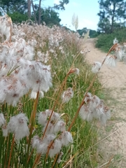 Androtrichum trigynum