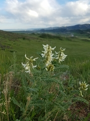 Astragalus drummondii