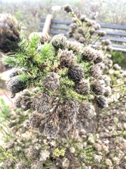 Aspalathus chenopoda