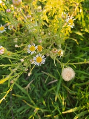 Hysterionica resinosa