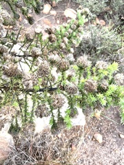 Aspalathus chenopoda