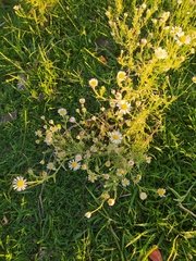 Hysterionica resinosa