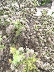 Aspalathus chenopoda