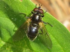 Blera nigra