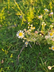 Hysterionica resinosa